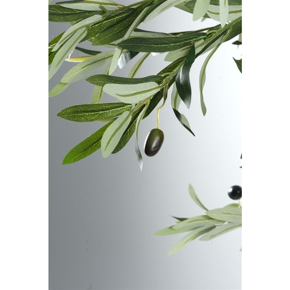 240 CM ZEYTİN AĞACI