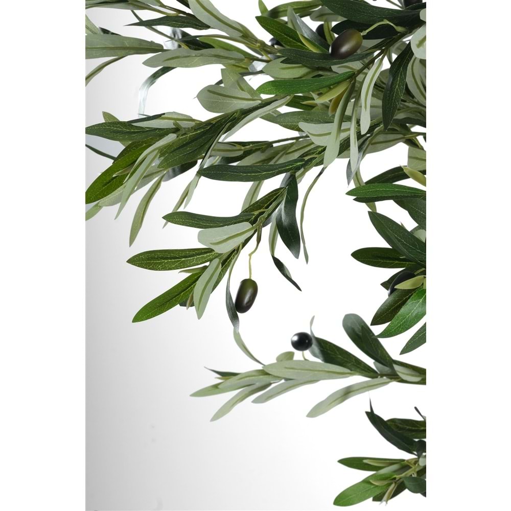 240 CM ZEYTİN AĞACI