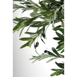 240 CM ZEYTİN AĞACI