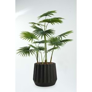 120 CM FAN PALM