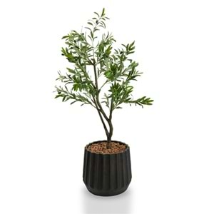 120 CM ZEYTİN AĞACI
