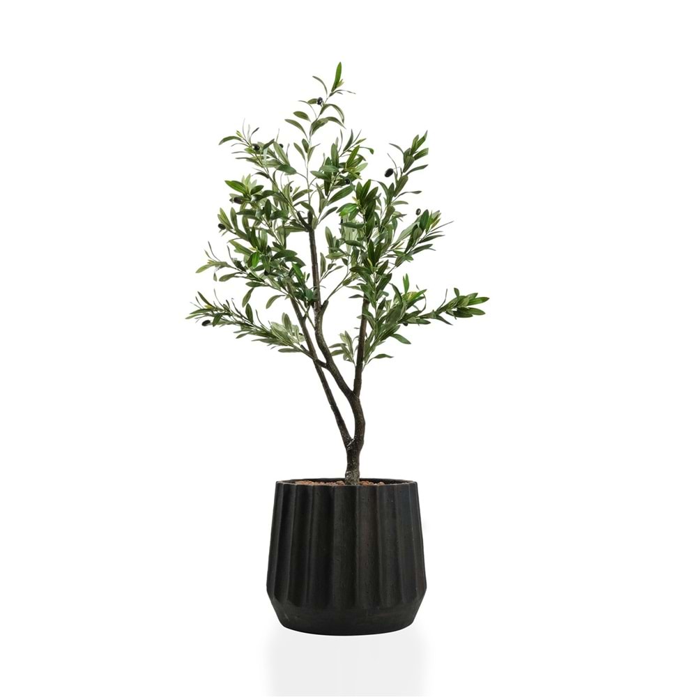 120 CM ZEYTİN AĞACI