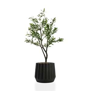 120 CM ZEYTİN AĞACI