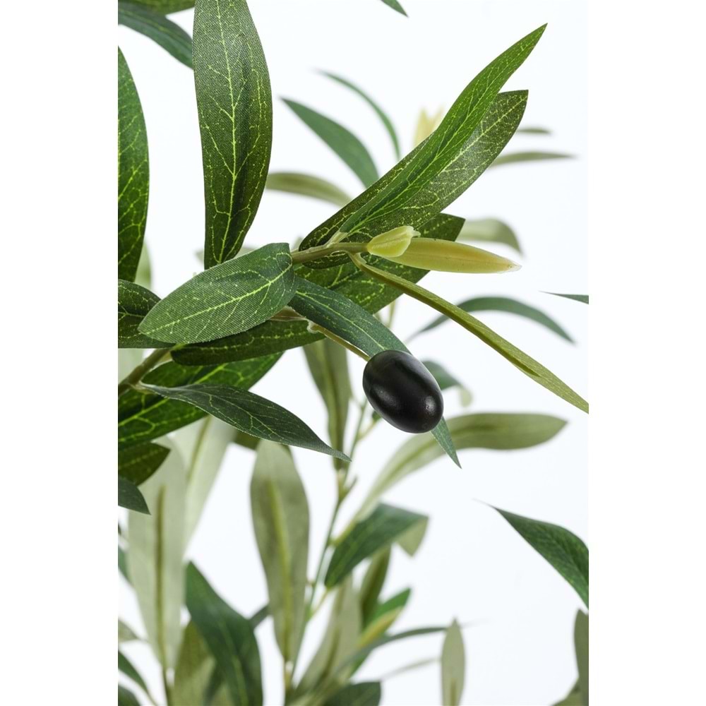 120 CM ZEYTİN AĞACI