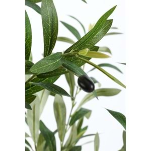 120 CM ZEYTİN AĞACI