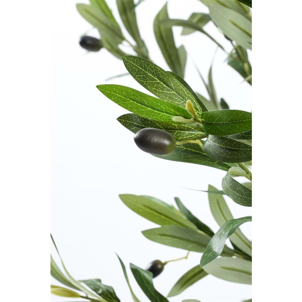 120 CM ZEYTİN AĞACI