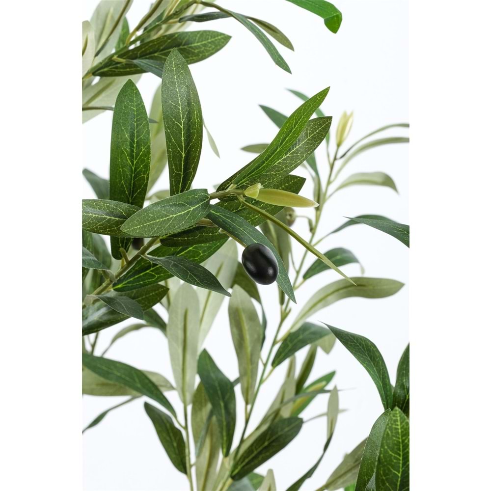 120 CM ZEYTİN AĞACI