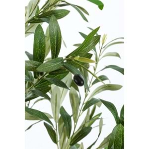 120 CM ZEYTİN AĞACI