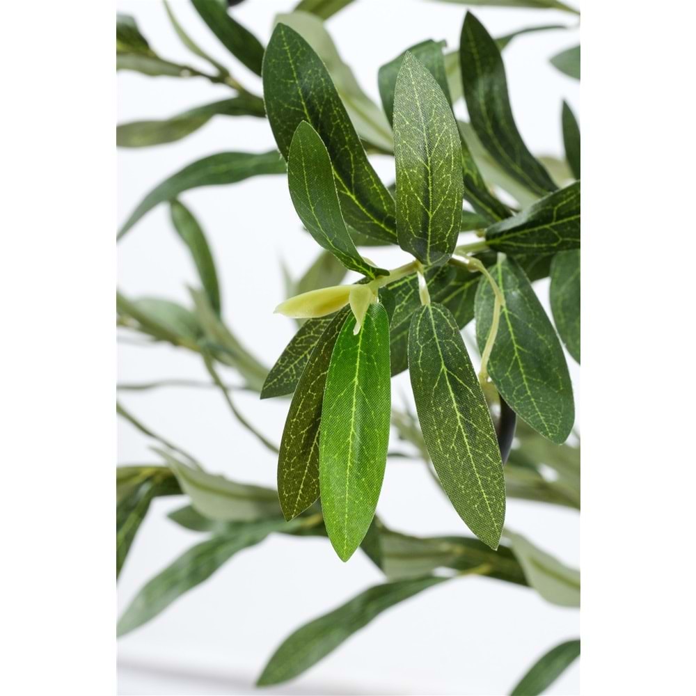 120 CM ZEYTİN AĞACI