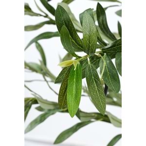 120 CM ZEYTİN AĞACI