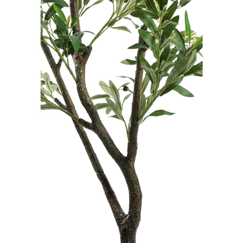 120 CM ZEYTİN AĞACI