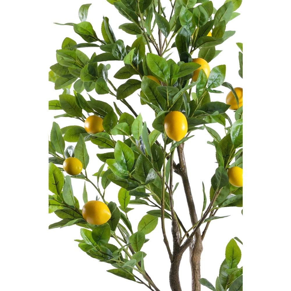 140 CM LİMON AĞACI