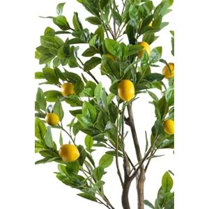 140 CM LİMON AĞACI
