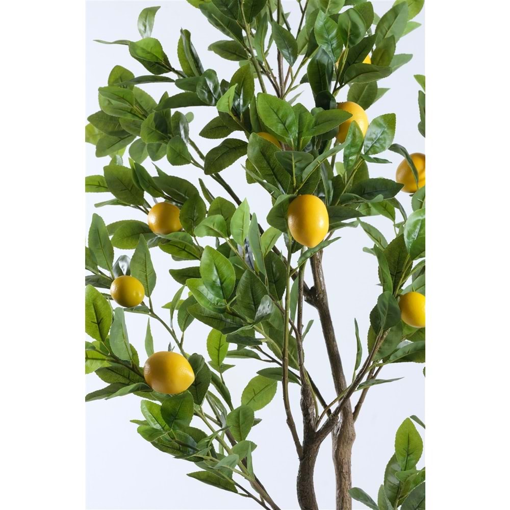 140 CM LİMON AĞACI
