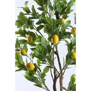 140 CM LİMON AĞACI