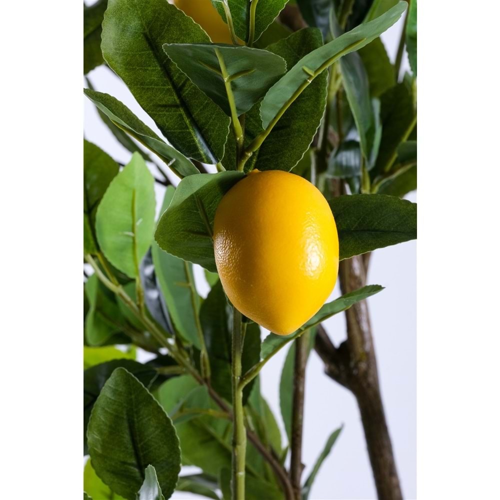 140 CM LİMON AĞACI