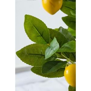 140 CM LİMON AĞACI