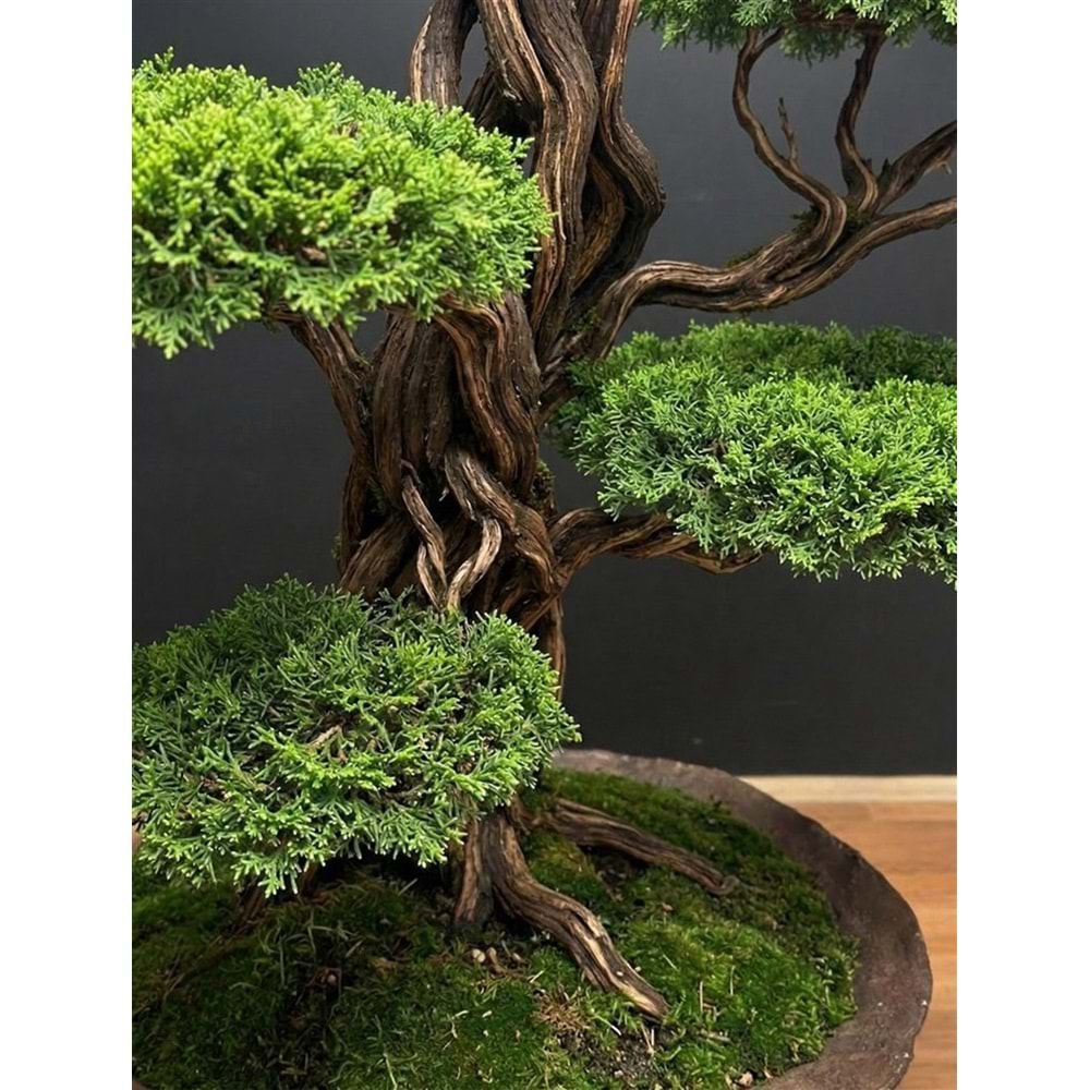 100*160*180 CM SAKSILI BONSAI