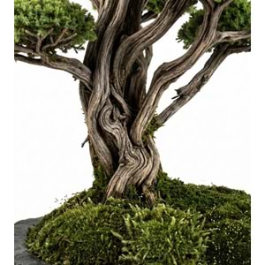 150*200 CM 11 KAFA SAKSILI BONSAI