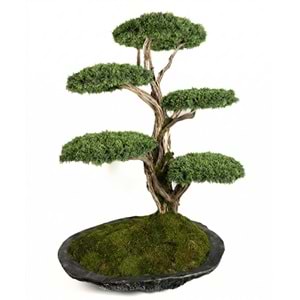 100*160*200 CM SAKSILI BONSAI