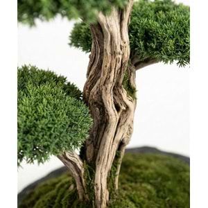 100*160*200 CM SAKSILI BONSAI
