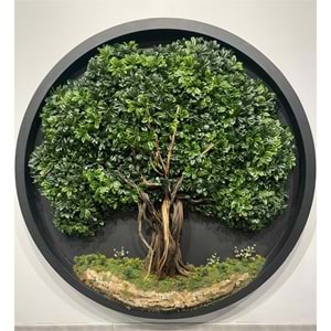 160 CM OVAL BONSAI PANO