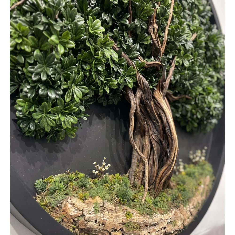 160 CM OVAL BONSAI PANO