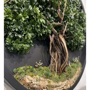 160 CM OVAL BONSAI PANO