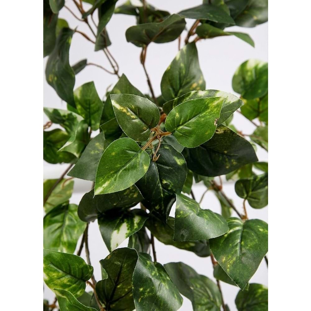 80 CM SARKAN PHOTOS