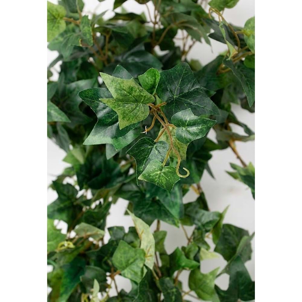 120 CM ENGLISH IVY