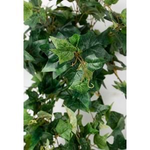 120 CM ENGLISH IVY