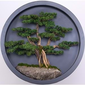 90 CM BONSAI PANO