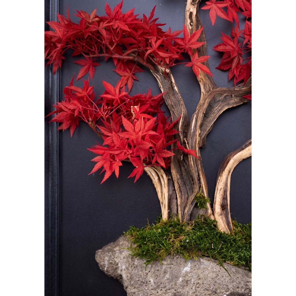 50*70 CM BONSAI TABLO