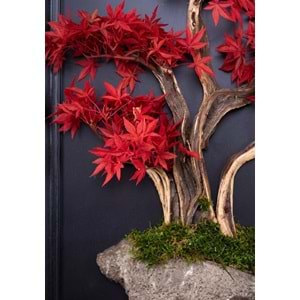 50*70 CM BONSAI TABLO