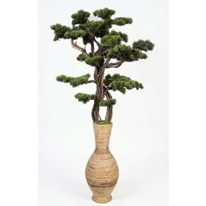 150 CM SAKSILI BONSAI