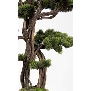 150 CM SAKSILI BONSAI