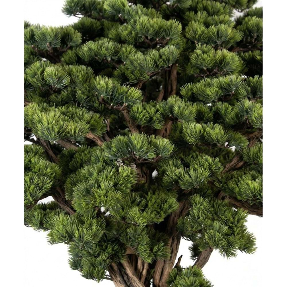 SAKSILI BONSAI