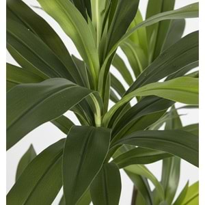150 CM DRACENA