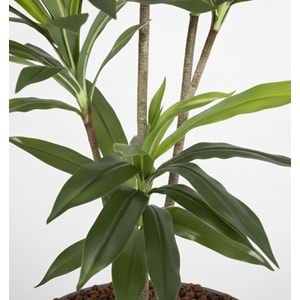 150 CM DRACENA