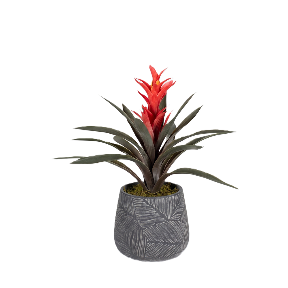 60 CM GUZMANIA