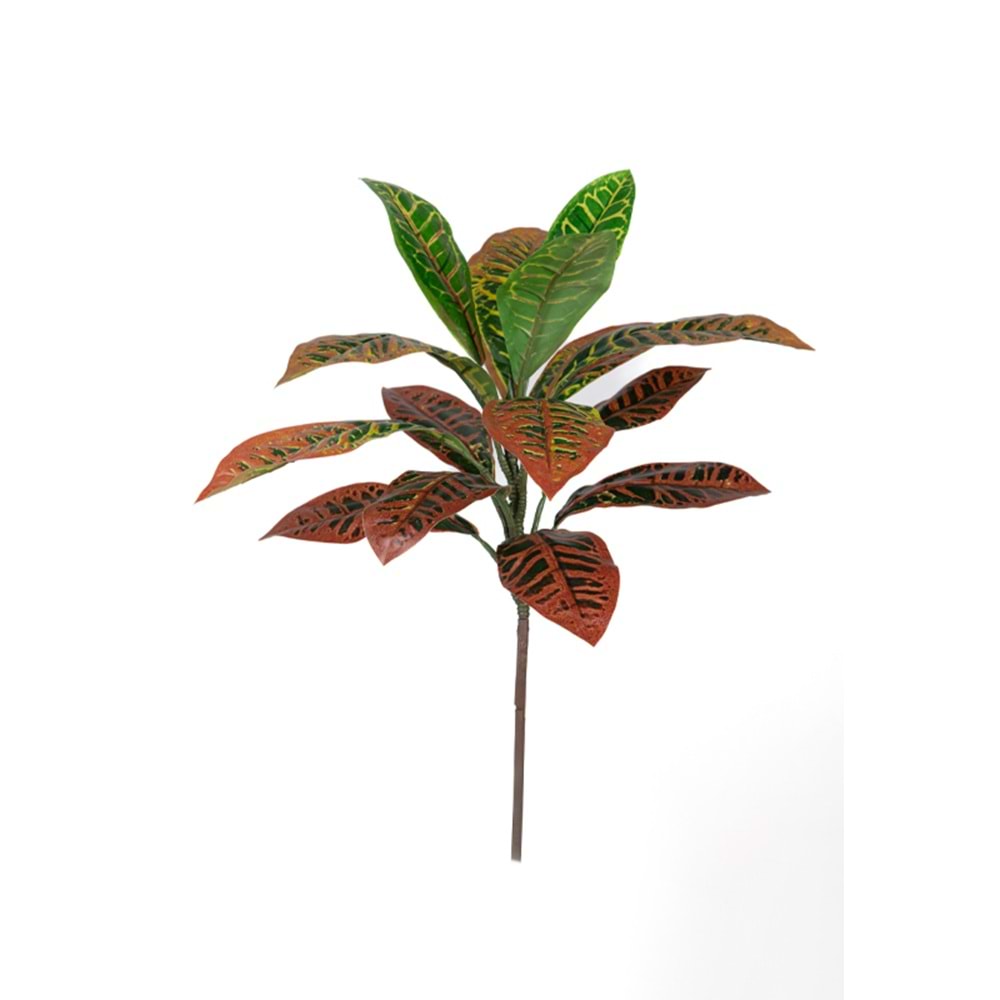 CROTON BUSH