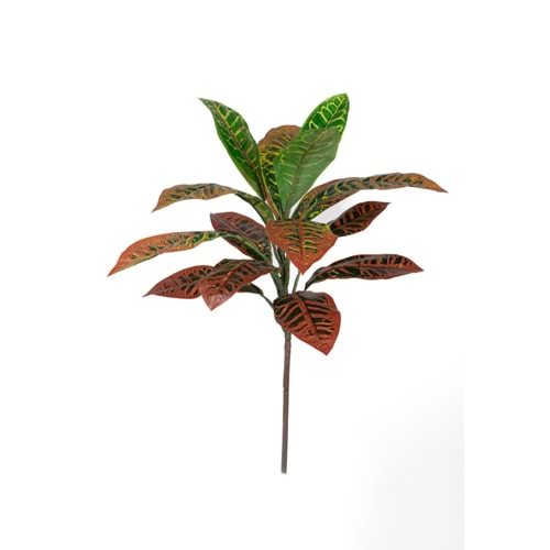 CROTON BUSH