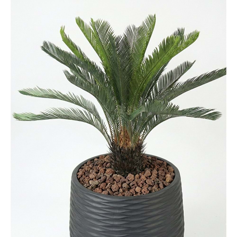 110CM CYCAS