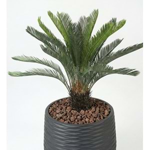 110CM CYCAS