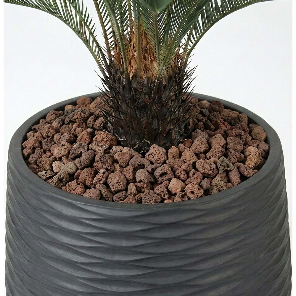 110CM CYCAS