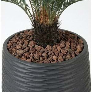 110CM CYCAS