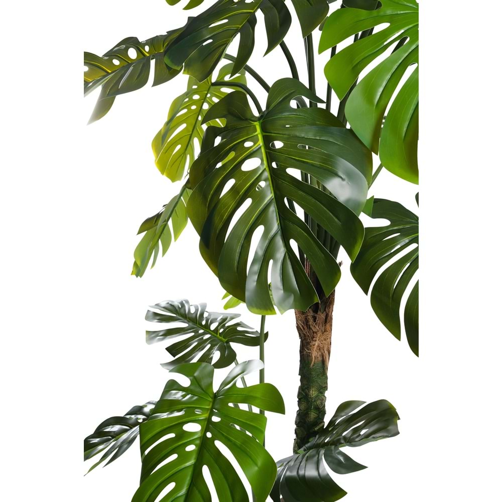 160 CM DEVE TABANI