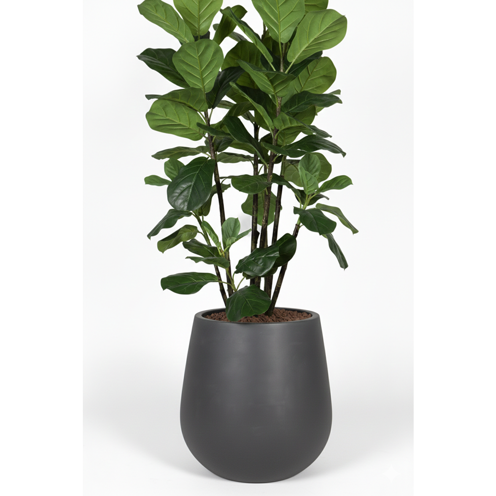 180 CM FICUS LYRATA