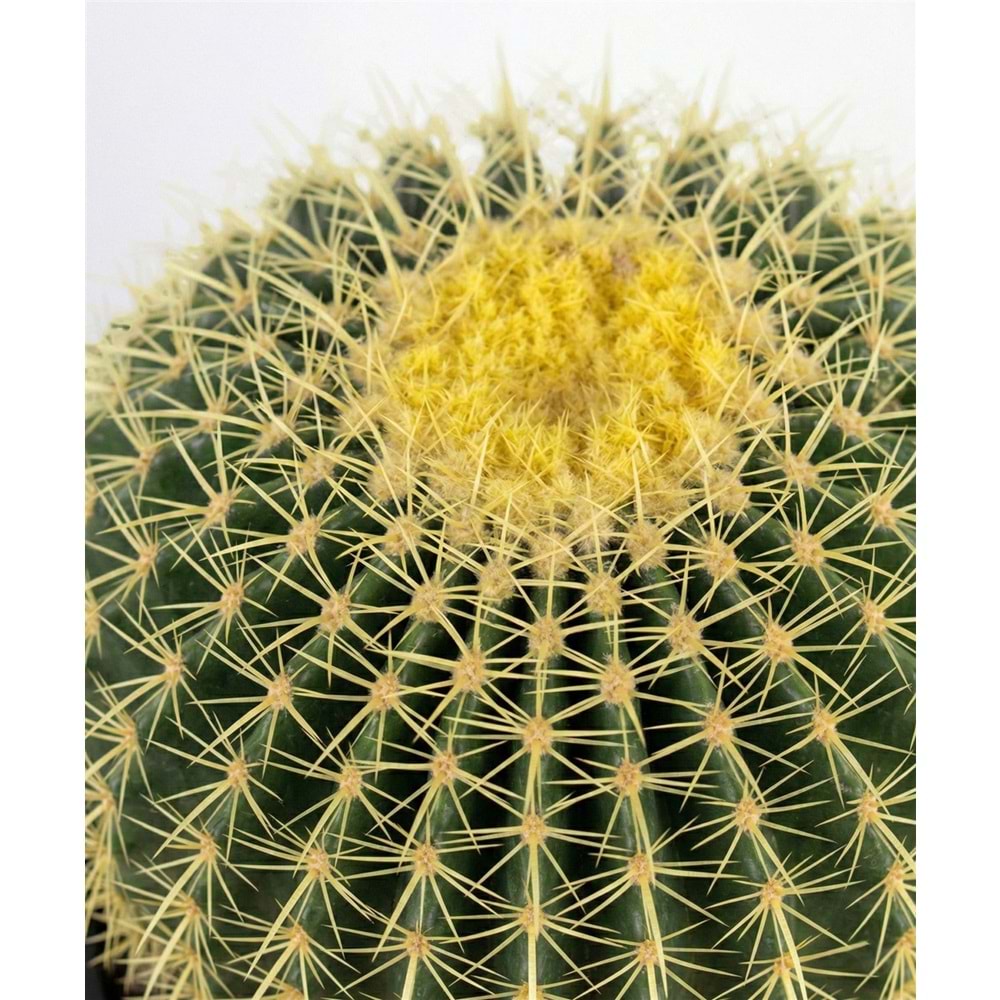 28 CM TOP KAKTUS