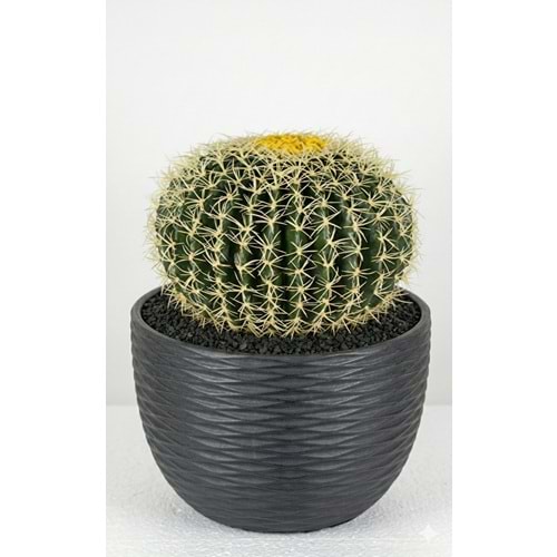 18 CM TOP KAKTUS
